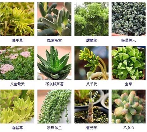 植物名稱大全